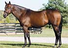 Dance to Destiny Sires First Winner Dance to Destiny Sires First Winner