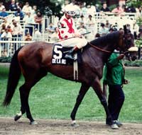Champion De La Rose Euthanized Champion De La Rose Euthanized