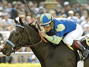 Champ Declan's Moon Retired to Merryland Champ Declan's Moon Retired to Merryland