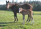 Demon Warlock Sires First Foal Demon Warlock Sires First Foal