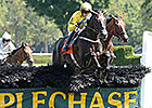 Demonstrative Named Steeplechase Champion Demonstrative Named Steeplechase Champion