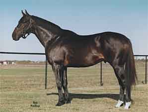 Distinction Chalks Up First Winner Distinction Chalks Up First Winner