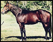 New York Stallion Dixie Brass Dead New York Stallion Dixie Brass Dead