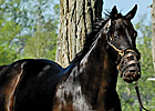 Racing's Favorite Grump (blog)