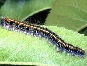 Tent Caterpillars Hatch in Central KY Tent Caterpillars Hatch in Central KY