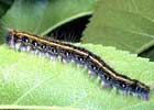 Tent Caterpillars Hatch in Central KY Tent Caterpillars Hatch in Central KY