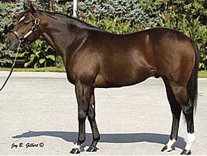 Eavesdropper Sires First Winner Eavesdropper Sires First Winner