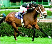 Eclipse Awards: Turf Female: Perfect Sting Eclipse Awards: Turf Female: Perfect Sting