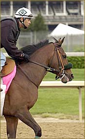 Elloluv Faces Top Field in Hirsch Handicap Elloluv Faces Top Field in Hirsch Handicap