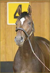 Steve Haskin's Kentucky Derby Report: The Big Day Draws Near Steve Haskin's Kentucky Derby Report: The Big Day Draws Near
