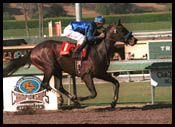 Essence of Dubai Wins UAE 2,000 Guineas Essence of Dubai Wins UAE 2,000 Guineas
