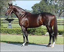 First Winner for Grade II Winner Essence of Dubai First Winner for Grade II Winner Essence of Dubai