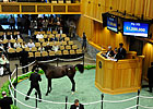 A.P. Indy-Maryfield Colt Brings $1.2 Million A.P. Indy-Maryfield Colt Brings $1.2 Million