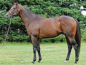 Fast Decision to Landlock Equine Fast Decision to Landlock Equine