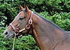 Fast Decision to Landlock Equine Fast Decision to Landlock Equine