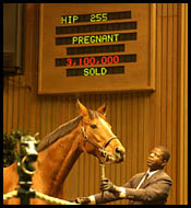 Gross Revenue Increases Significantly At Keeneland November Sale; Buy-Back Rate Falls Gross Revenue Increases Significantly At Keeneland November Sale; Buy-Back Rate Falls