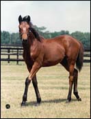 Jockey Club Registers First DNA Foal Jockey Club Registers First DNA Foal