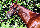 First Samurai Sires First Winner First Samurai Sires First Winner