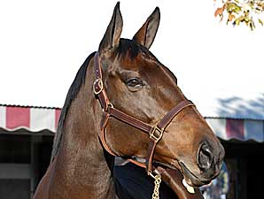 Fleet Indian Foals Colt Fleet Indian Foals Colt