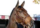 Fleet Indian Foals Colt Fleet Indian Foals Colt