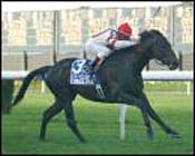 Forbidden Apple Honored as Florida's 2001 Horse of the Year Forbidden Apple Honored as Florida's 2001 Horse of the Year