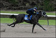 Times Get Faster in Second Under Tack Show for Fasig-Tipton Calder Sale Times Get Faster in Second Under Tack Show for Fasig-Tipton Calder Sale