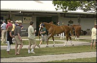 Fasig-Tipton Officials, Consignors Hoping for a Strong July Yearling Sale Fasig-Tipton Officials, Consignors Hoping for a Strong July Yearling Sale