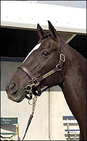 Win Crafty Lady Tops Solid Fasig-Tipton Sale Win Crafty Lady Tops Solid Fasig-Tipton Sale
