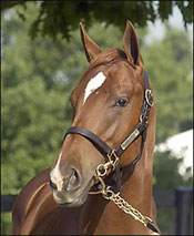Point Given Colt Tops Fasig-Tipton Opener; All Numbers Up Point Given Colt Tops Fasig-Tipton Opener; All Numbers Up