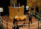 Madcap Escapade Brings $3.1 Million