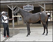 Chief Seattle Colt Tops Opening Session of Fasig-Tipton Midlantic Sale Chief Seattle Colt Tops Opening Session of Fasig-Tipton Midlantic Sale