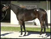 Fasig-Tipton's Gross And Average Plunge, But Median Increases Fasig-Tipton's Gross And Average Plunge, But Median Increases