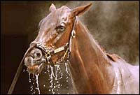 Funny Cide Works Sharp 5 Furlongs in :59 2/5 Over Muddy Track Funny Cide Works Sharp 5 Furlongs in :59 2/5 Over Muddy Track