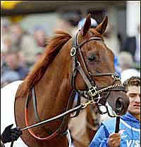 Another Crack for Funny Cide in JC Gold Cup Another Crack for Funny Cide in JC Gold Cup