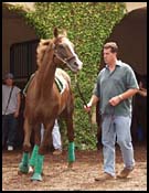 Skimming Favored in Pacific Classic Skimming Favored in Pacific Classic