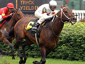 Gaff to Journeyman Stud Gaff to Journeyman Stud