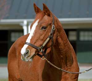 Derby Winner Genuine Risk Dies Derby Winner Genuine Risk Dies