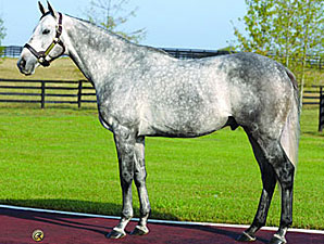 Derby Winner Giacomo Sires First Winner Derby Winner Giacomo Sires First Winner