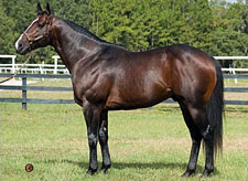 Gibson County to Ocala Stud Gibson County to Ocala Stud