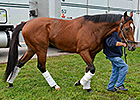 Goldencents Arrives at Pimlico