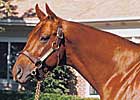 Gold Fever to Dove Hill Farm Gold Fever to Dove Hill Farm