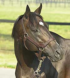 Mill Ridge Farm Announces 2008 Stud Fees Mill Ridge Farm Announces 2008 Stud Fees