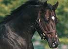 Mill Ridge Farm Announces 2008 Stud Fees Mill Ridge Farm Announces 2008 Stud Fees