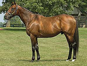 Good Reward's First Foal Is a Filly Good Reward's First Foal Is a Filly
