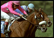 Hollywood Park Report: Dream Factory Hollywood Park Report: Dream Factory
