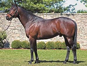 Major Stallion Grand Slam Dies Major Stallion Grand Slam Dies