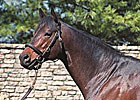 Major Stallion Grand Slam Dies Major Stallion Grand Slam Dies