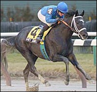 Top New York-Bred Grey Comet Euthanized Top New York-Bred Grey Comet Euthanized