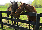 Haskin's Preakness Report: Family Plot Haskin's Preakness Report: Family Plot