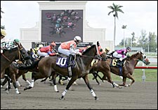 Gulfstream Opens 'Transitional Meet' With Some Glitches Gulfstream Opens 'Transitional Meet' With Some Glitches